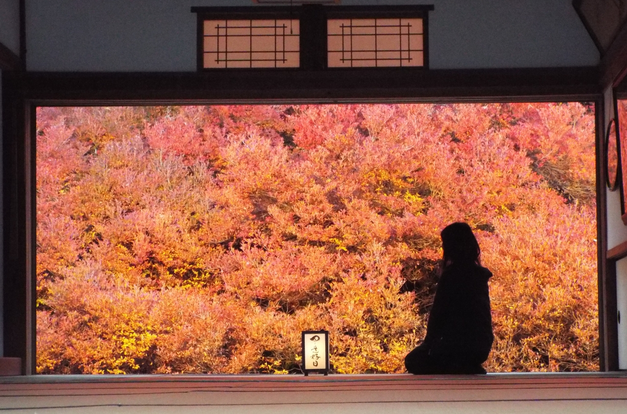 ドウダンつつじ