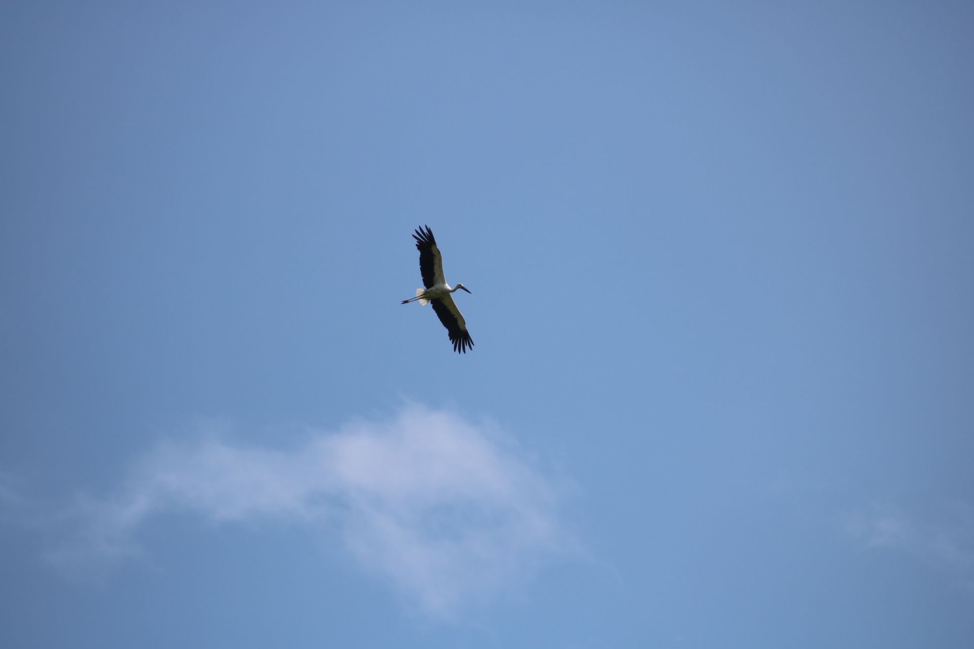 大きな翼を広げて悠々と空を飛ぶコウノトリ
