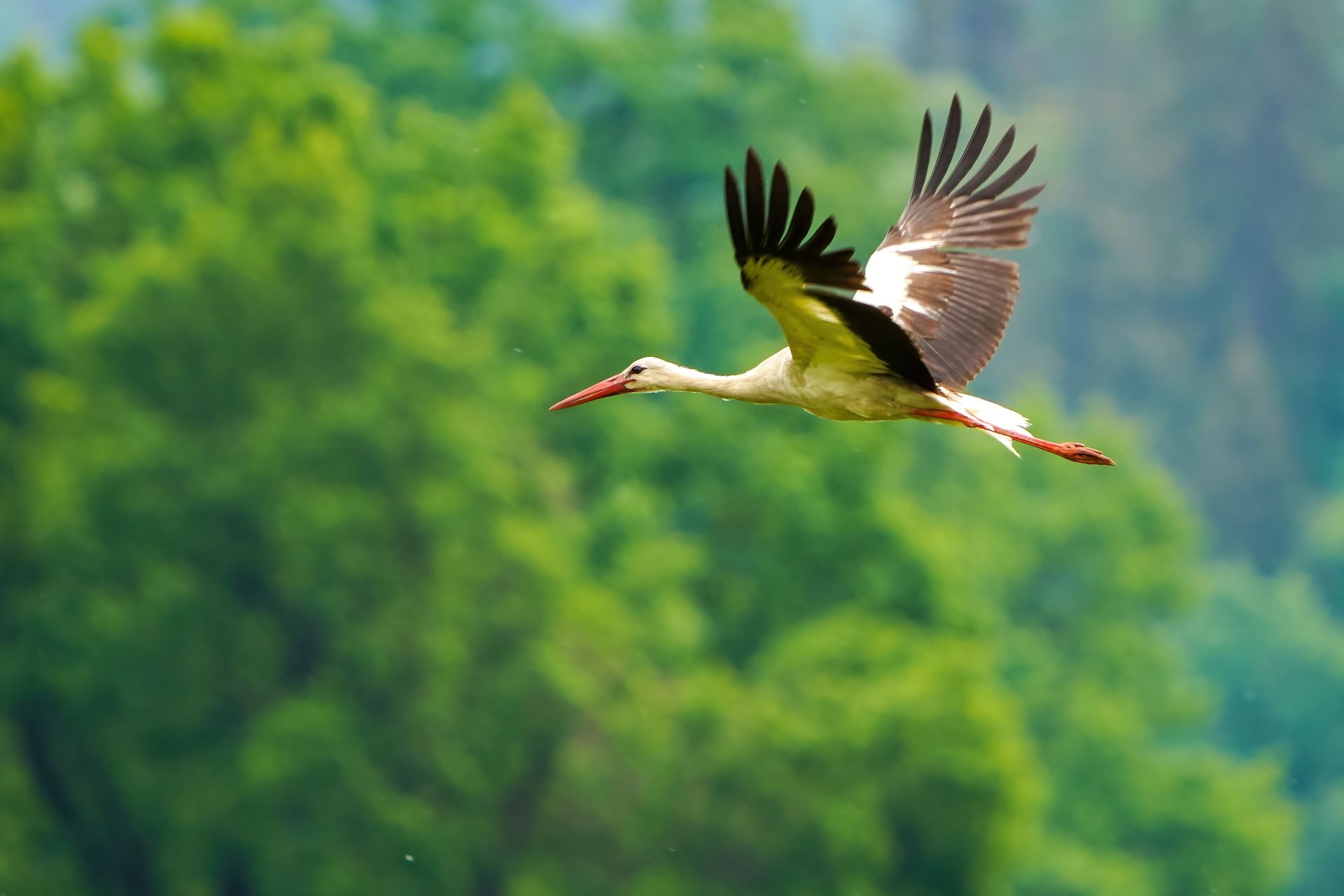 豊かな緑の山々を背景に、翼を広げて優雅に飛翔するコウノトリ
